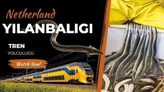 Trenle 200km Yılanbalıgı yemeye gittim  Hollandanın meşhur balıgı PALİNG #Netherland