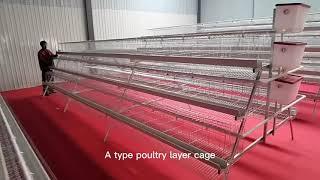 A type poultry layer cages