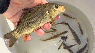 日本の春の川でガサガサ。巨大鯉、エビ、水生昆虫。