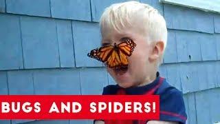 Funniest Insects and Spiders of 2017  Funny Pet Videos