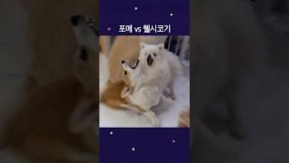 포메 vs 웰시코기 #dog #강아지