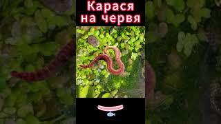 Ловля карася на червя