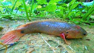 Rainy Day Fishing 2023 Finding and Catching Climbing Perch Fish in Reverse Water Ponds Rain Season