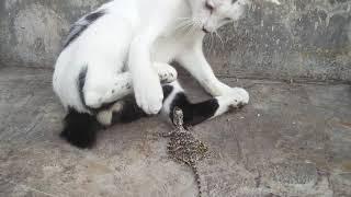 Cat And Drakon Funny