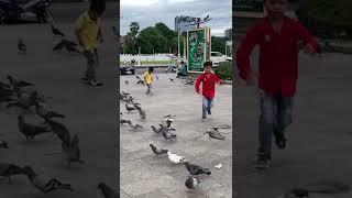 #short the smart boy catch the pigeons #catchpigeons #pigeons #kingofpigeon️️️