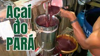 CULTURA REGIONALPAPAI BATENDO O VERDADEIRO AÇAÍ DO INTERIOR COLHIDO NA HORALAGO AMANÃAMAZONAS.