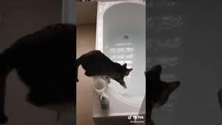  tiktok clazzyurbs - Curiosity v the Cat....   Click Subscribe