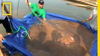 Giant Freshwater Stingray  National Geographic