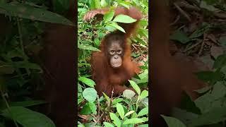 Baby orangutan Monyo