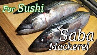 Saba Mackerel  How to Fillet  Pickled and Sushi  Shime saba at your home