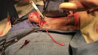 Canine Hermaphrodite Surgery