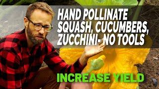 How To Correctly Hand Pollinate Squash Cucumbers Zucchini Without Tools To Increase Yield.