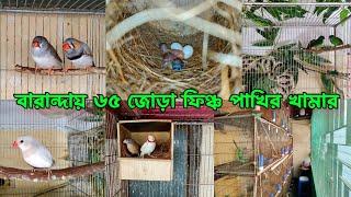 বারান্দায় ৬৫ জোড়া ফিঞ্চ পাখির খামার  Exotic finch birds aviary.