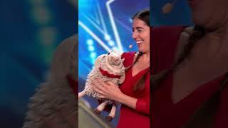 The sheep squeal sent us  #BGT