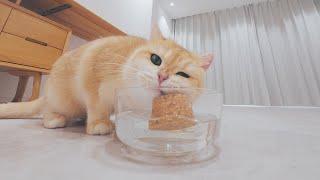 How to Trick Cats to Drink More Water?