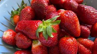 Strawberry picking in Marble Falls Texas