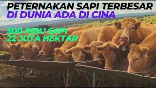 Peternakan Sapi Terbesar di Dunia Ada di Cina Mudanjiang Mega Farm. Ada Ratusan Ribu Ekor Sapi