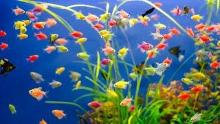 8 jenis ikan hias air tawar yang bisa dipelihara dalam vas atau pot bunga