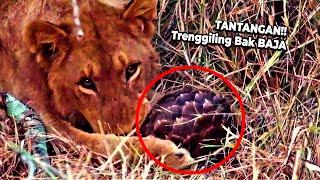 TANTANGAN SINGA Kekuatan Gigi vs Pertahanan Baja Trenggiling