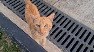 Cute orange cat meows loudly because its very hungry.