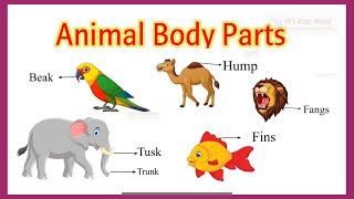 Parts of animals  Animals body parts  Animal body parts for kids