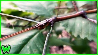 The Stick Insect - Your NEW Favorite Insect