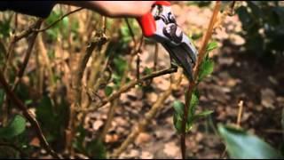 How to prune for beginners  Grow at Home  Royal Horticultural Society