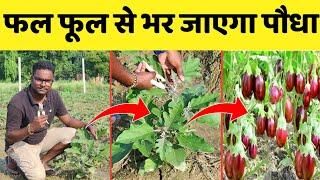 3G कटिंग का बेस्ट तरीका । बैगन में 3G कटिंग । baigan me 3G cutting  Brinjal farming Baigan ki kheti