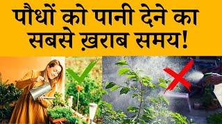 पौधों को पानी देने का सबसे ख़राब समय जाने कब दें पौधों को पानी? Worst Time to Water Plants In Hindi