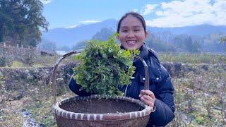 50亩玫瑰花园中采摘野菜，一锅乱炖，一家人吃得津津有味