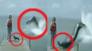 ALLAH ka mojza Video Dailymotion  Snake fish attack on dog  islami study