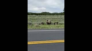 Snow In Yellowstone In July  ................... and her two cubs