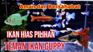 5 Jenis Ikan Hias Yang Bisa Di Campur Ikan Guppy