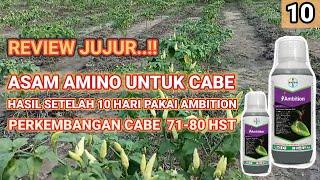 HASIL PEMAKAIAN ASAM AMINO UNTUK CABE KERDIL  Ambition