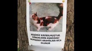 Kayıp kedi ile sahibinin buluşma anı \\ 6 gün sonra gelen mutluluk