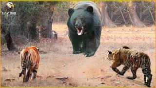 Stupid Tiger Attacked The Giant Bear Heres What Happened Next?