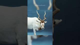 Addax  Screw Horn Antelope