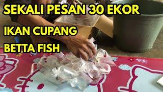 UNBOXING CUPANG Betta