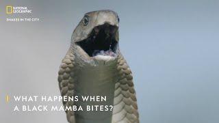 What Happens When a Black Mamba Bites?  Snakes In The City  National Geographic