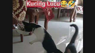 Kucing Lucu   Kucing Garong  Kucing kesayangan  Kucing Gemes  Kucing Kampung