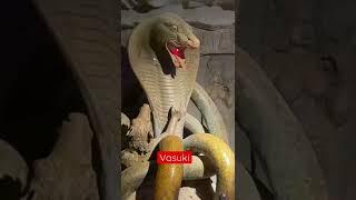 Snake VasukiKing of SnakeNagrajShiva SnakeHindu Snake GodBholenathshorts