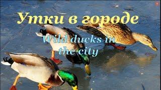 Дикие утки.Ducks in the city.