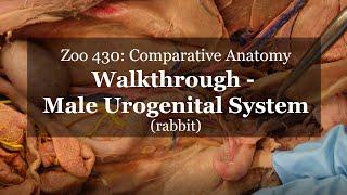 Urogenital System Walkthrough Male Rabbit