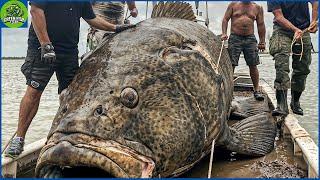American Fishermen Catch Millions Of Grouper This Way Processing Giant Fish  Fishing Documentary