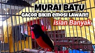 Murai batu gacor paling jituuntuk mendongkrak emosi dan birahi lawan.