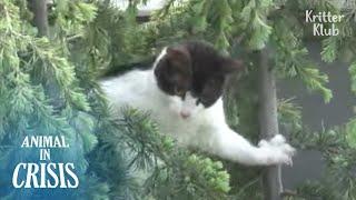 Kucing Pengganggu Ingin Lompat Dari Pohon  Animal in Crisis EP231