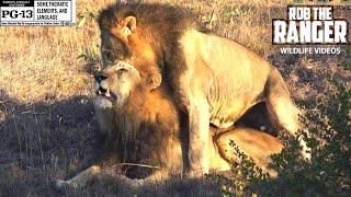 Male Lions Reinforcing Social Bonds   Wildlife On Safari