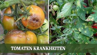 Tomaten Krankheiten - Ursachen für Braunfäule Schimmel und Grünkragen