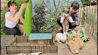 Fence the garden for rabbits to play and for pets to get to know each other. Picking gourds to sell.