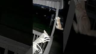 CAUGHT ON CAMERA Cat vs Coyote #shorts